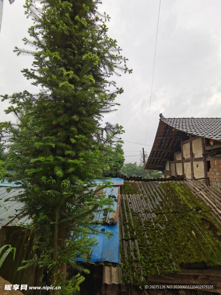 乡村小屋旁的葱郁树木