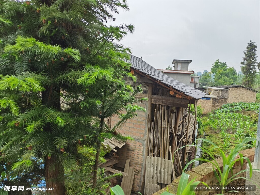 乡村小屋旁的绿植景致