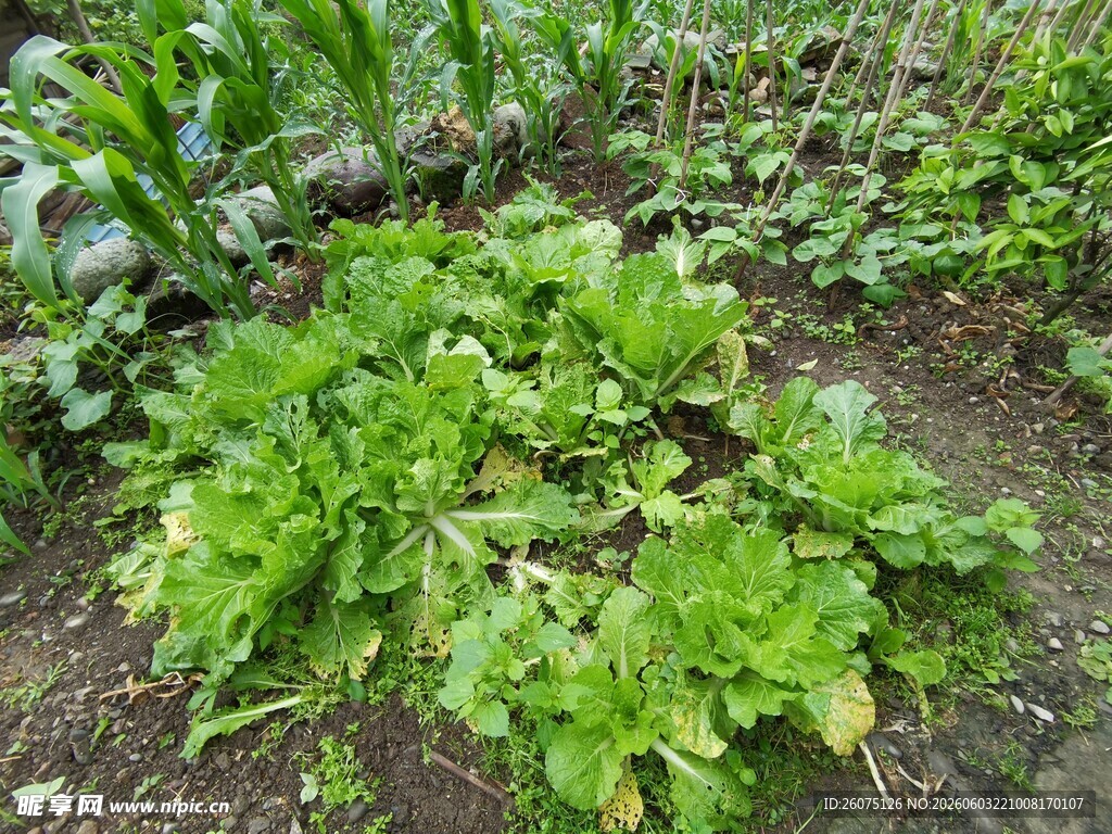 菜园中的鲜嫩绿色蔬菜