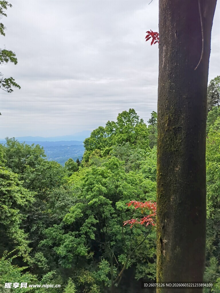 山林绿意景观