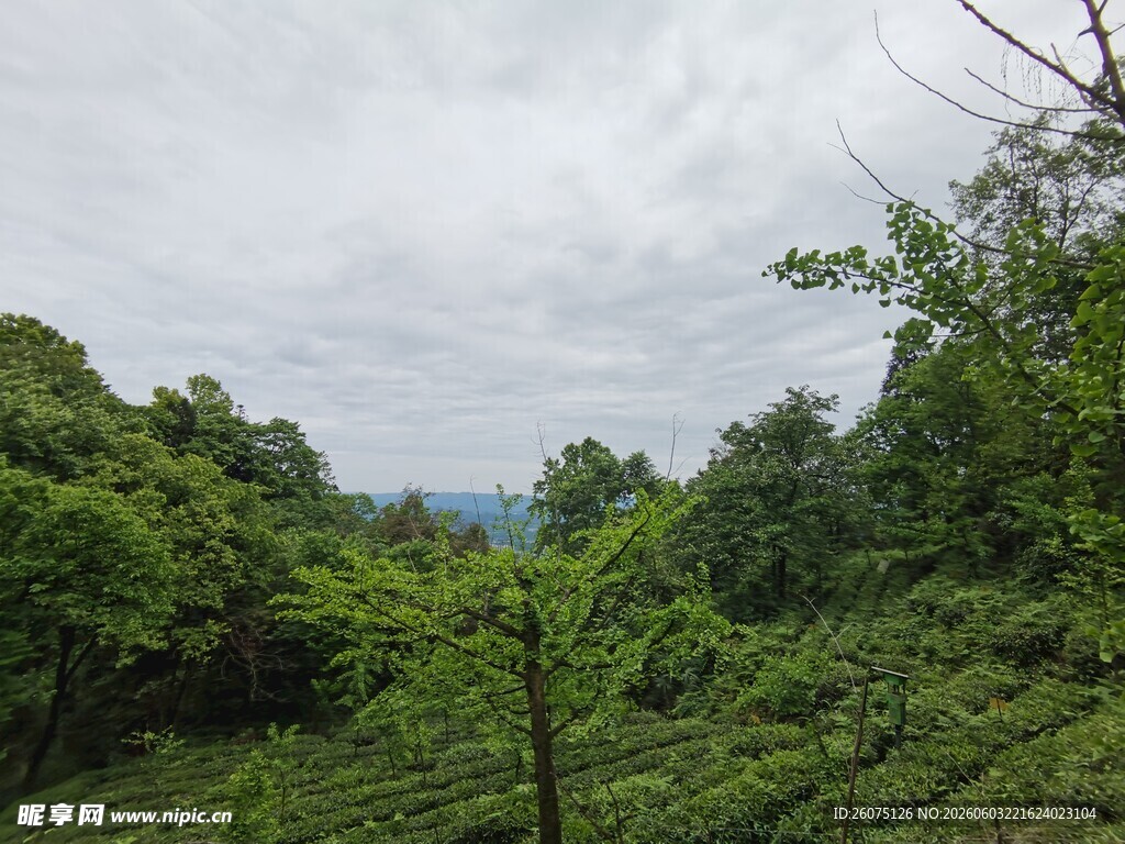 山间葱郁茶园美景