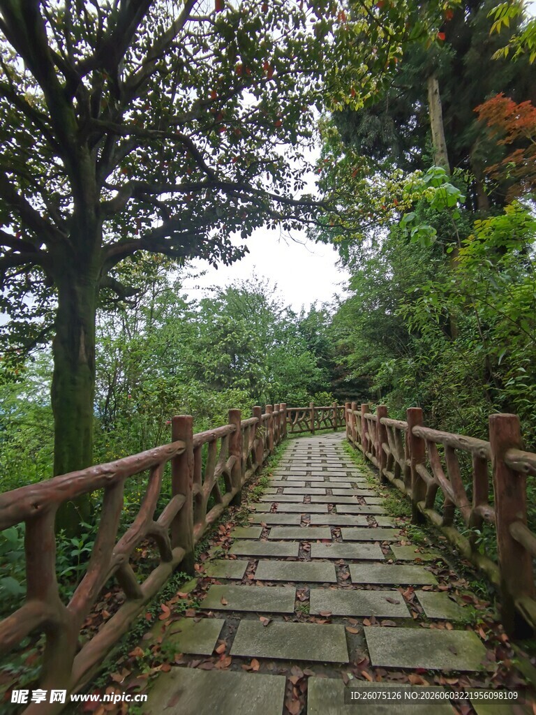 林间石径漫步自然之境