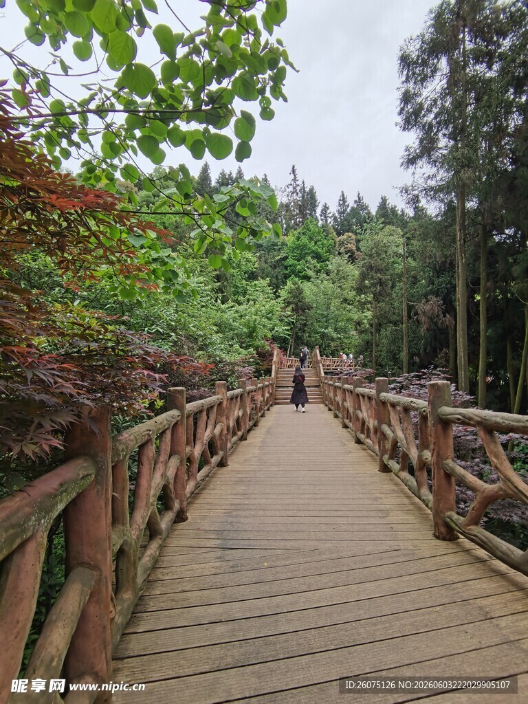 林间木栈道漫步自然间