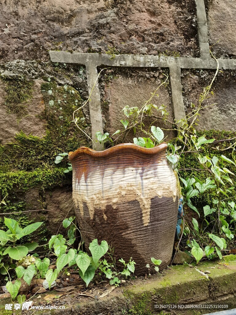 老旧陶罐旁的绿植景致