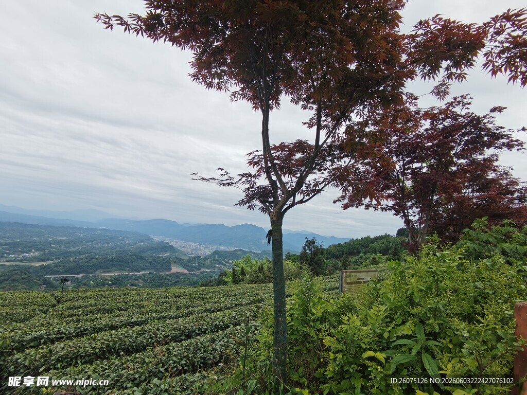 山间茶园美景