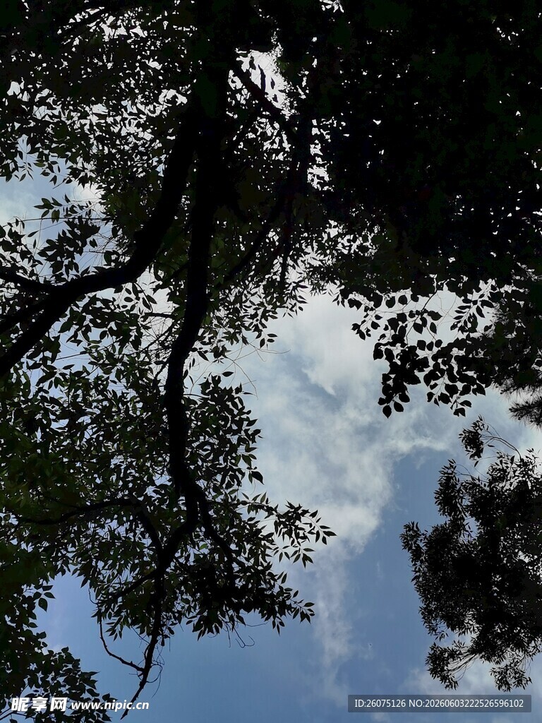 仰视树冠与蓝天白云