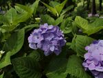 紫色绣球花绽放绿叶间
