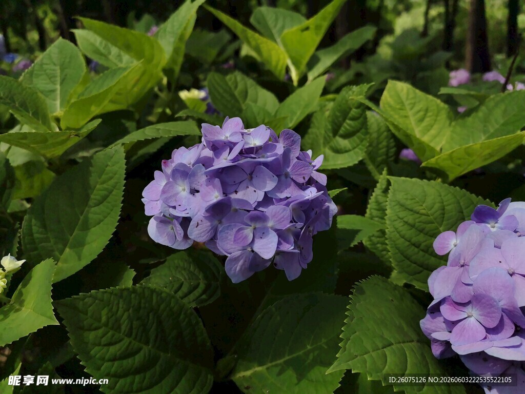 紫色绣球花绽放绿叶间