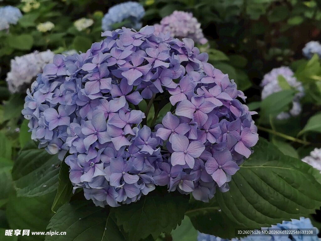 紫色绣球花绽放
