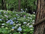 林间绣球花绽放美景