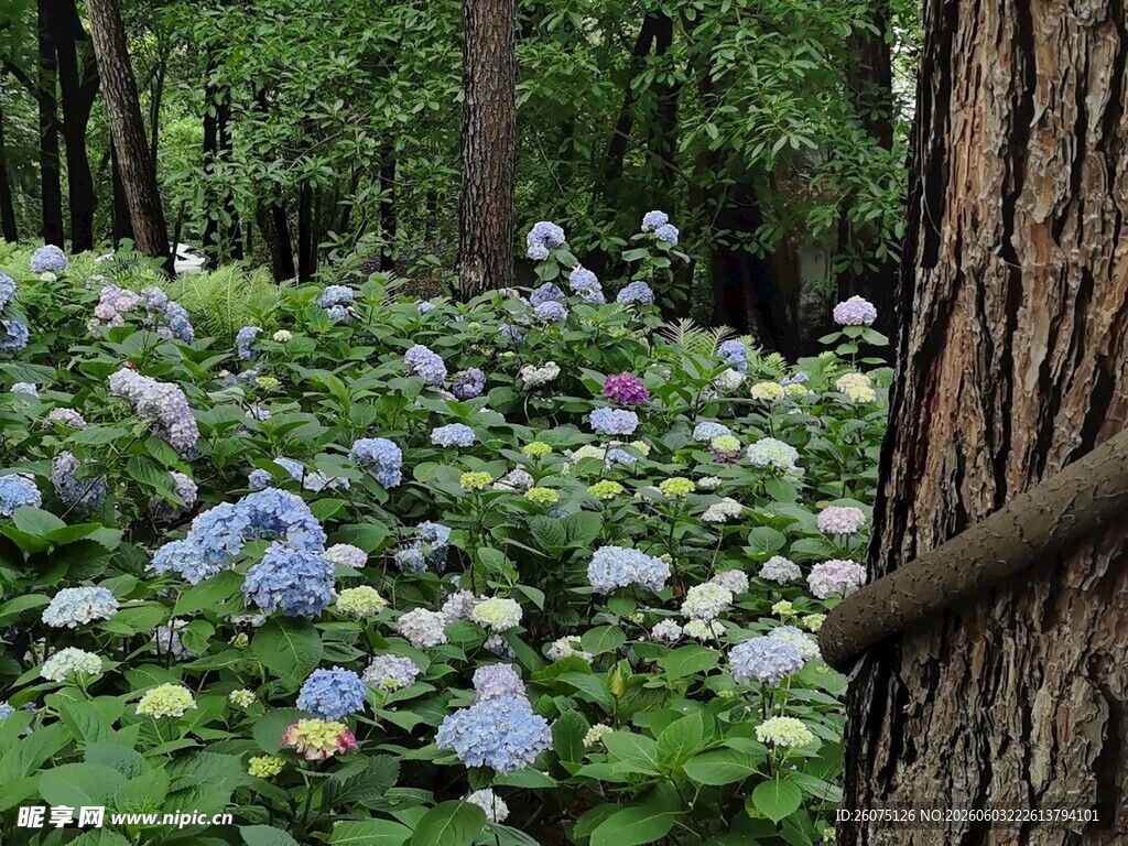 林间绣球花绽放美景