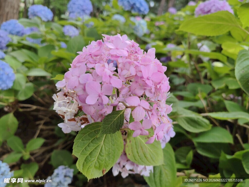 粉色绣球花绽放美景