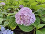淡紫色绣球花绽放绿叶间