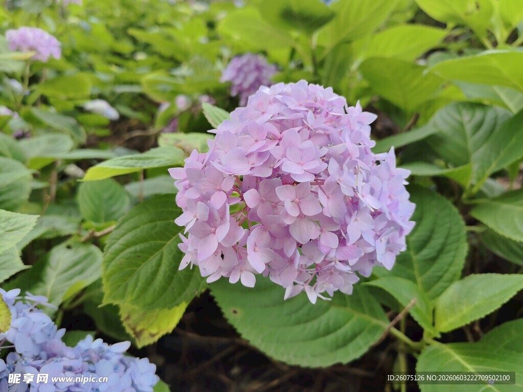 淡紫色绣球花绽放绿叶间