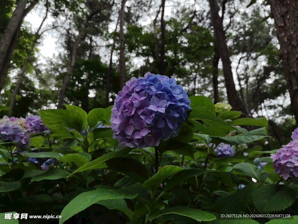 林间绽放的梦幻紫绣球
