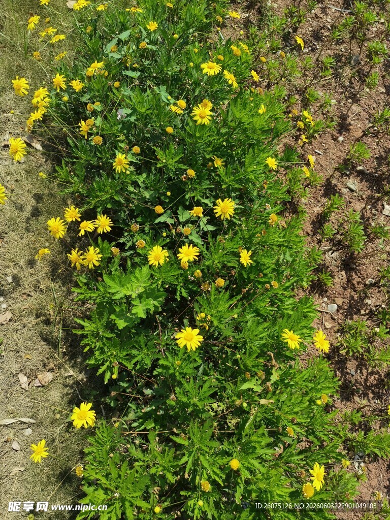 路边绽放的黄色小花