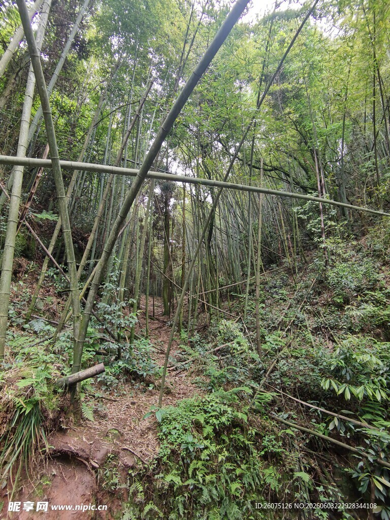 竹林间的自然小径