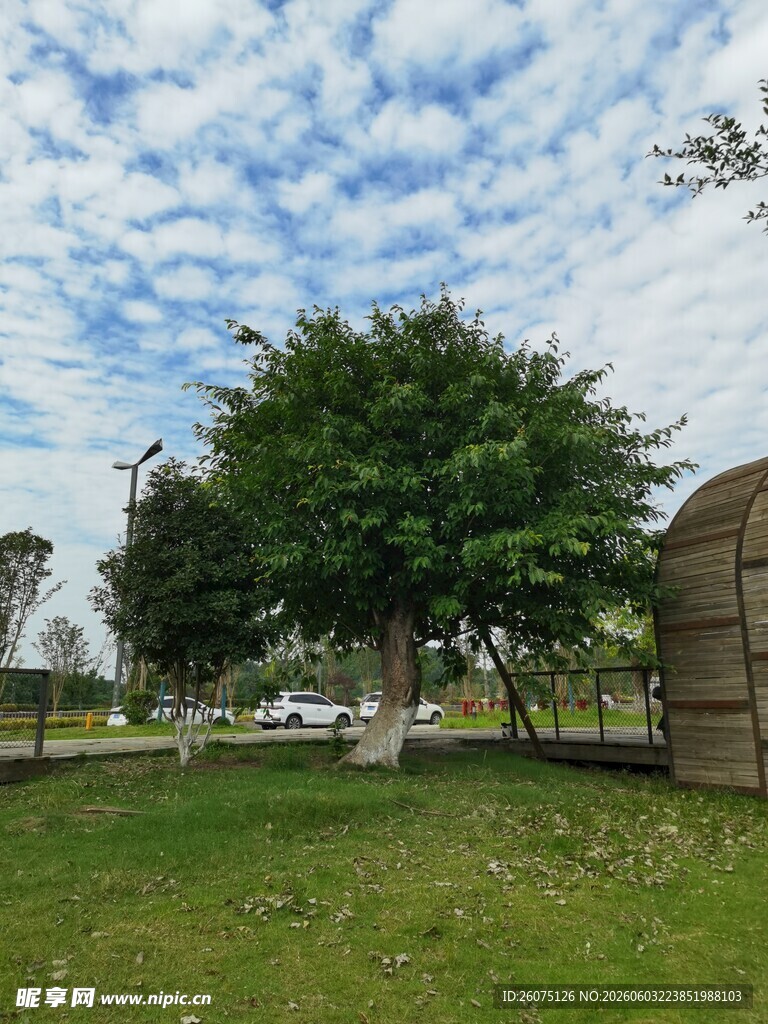 户外绿树草地风景