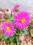 菊花