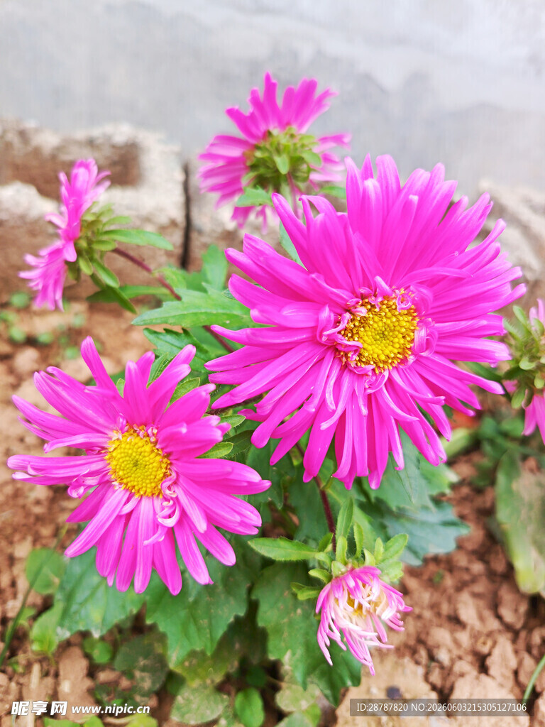 菊花