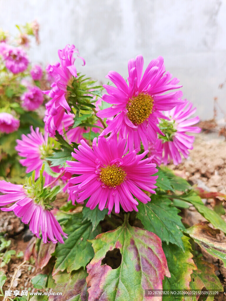 菊花
