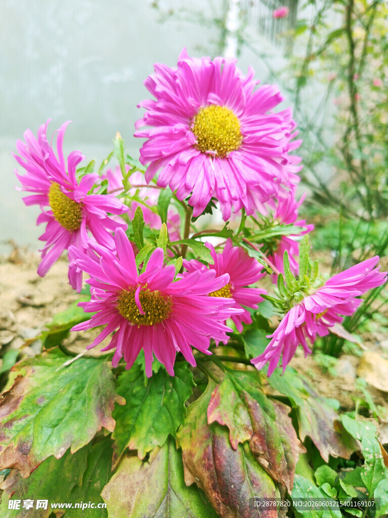菊花