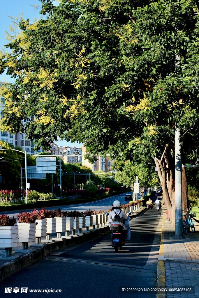 城市绿荫下的静谧街道