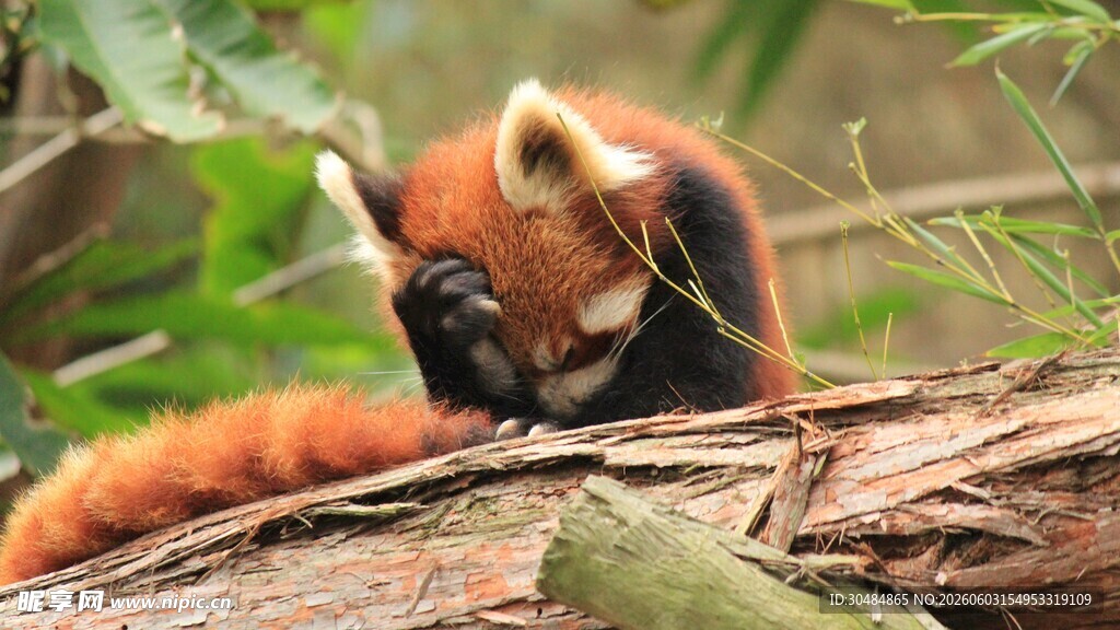 小熊猫
