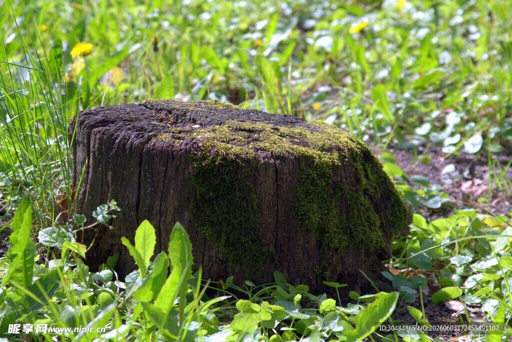 长满青苔的老树桩