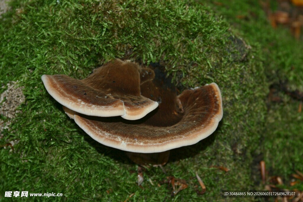 青苔上的两朵褐色蘑菇
