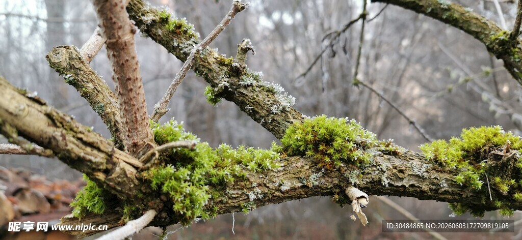 苔藓
