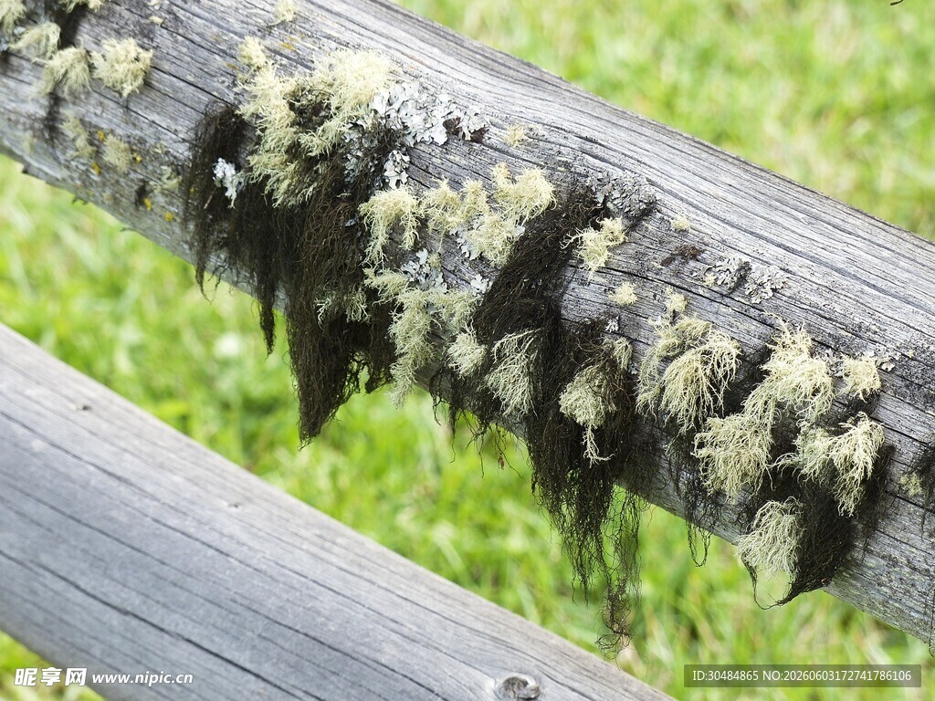 木杆上的菌类与青苔景观