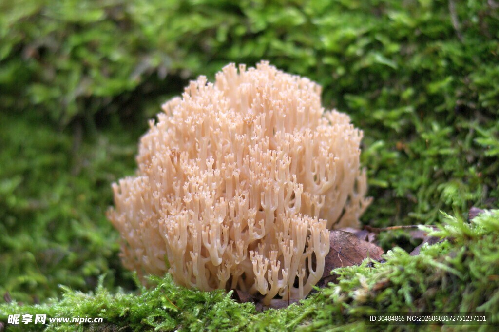 苔藓