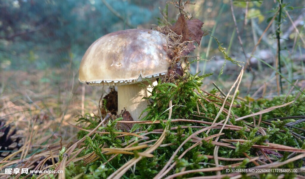 草丛中的蘑菇