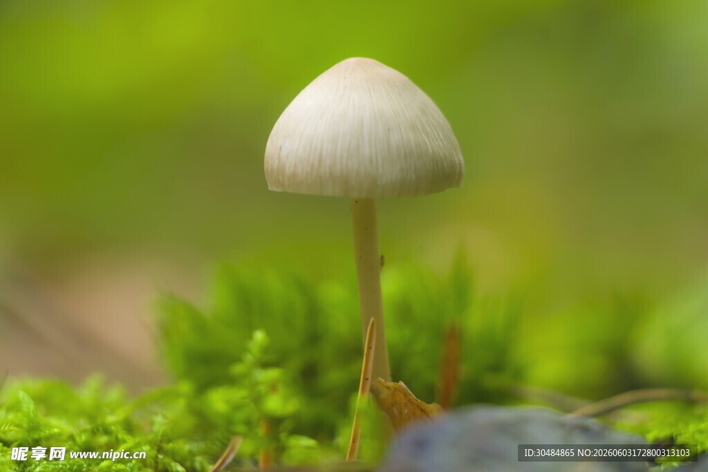 草丛中的白色小蘑菇