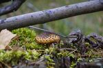 林间苔藓