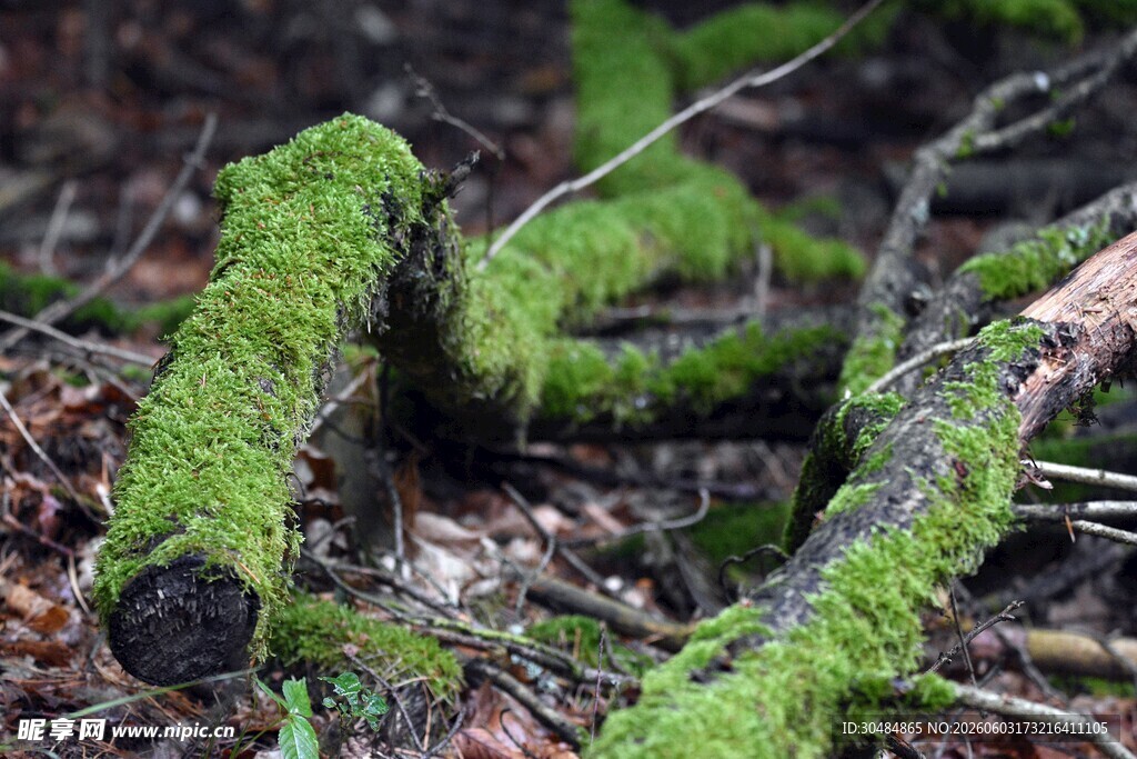 苔藓