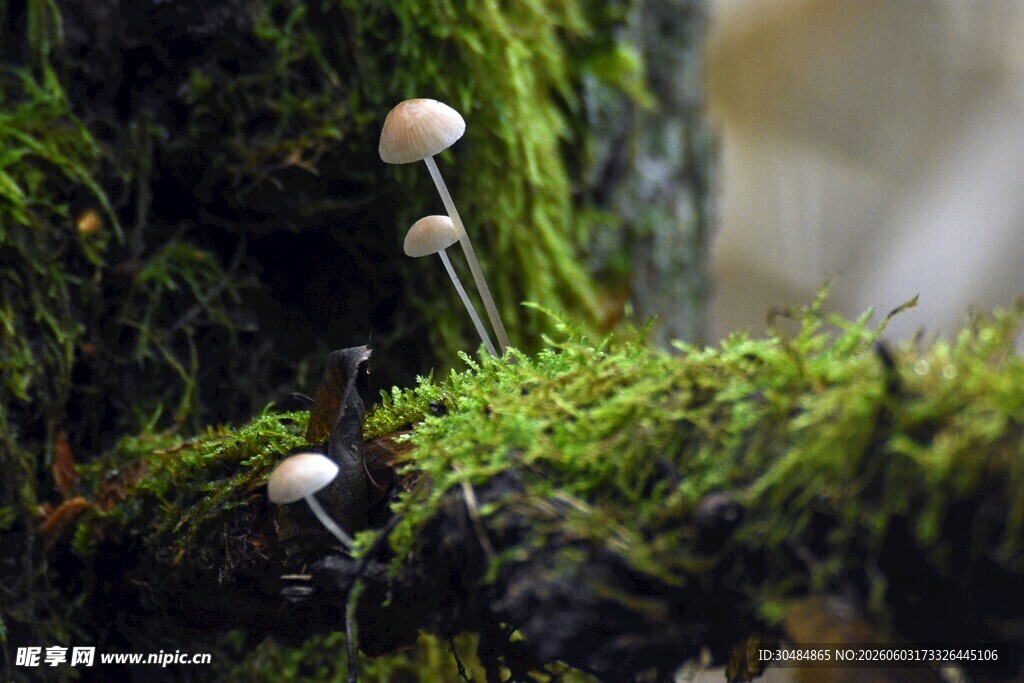 青苔上的小巧蘑菇