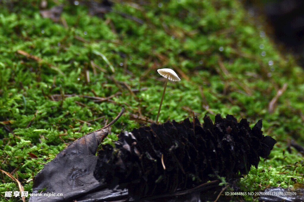 苔藓