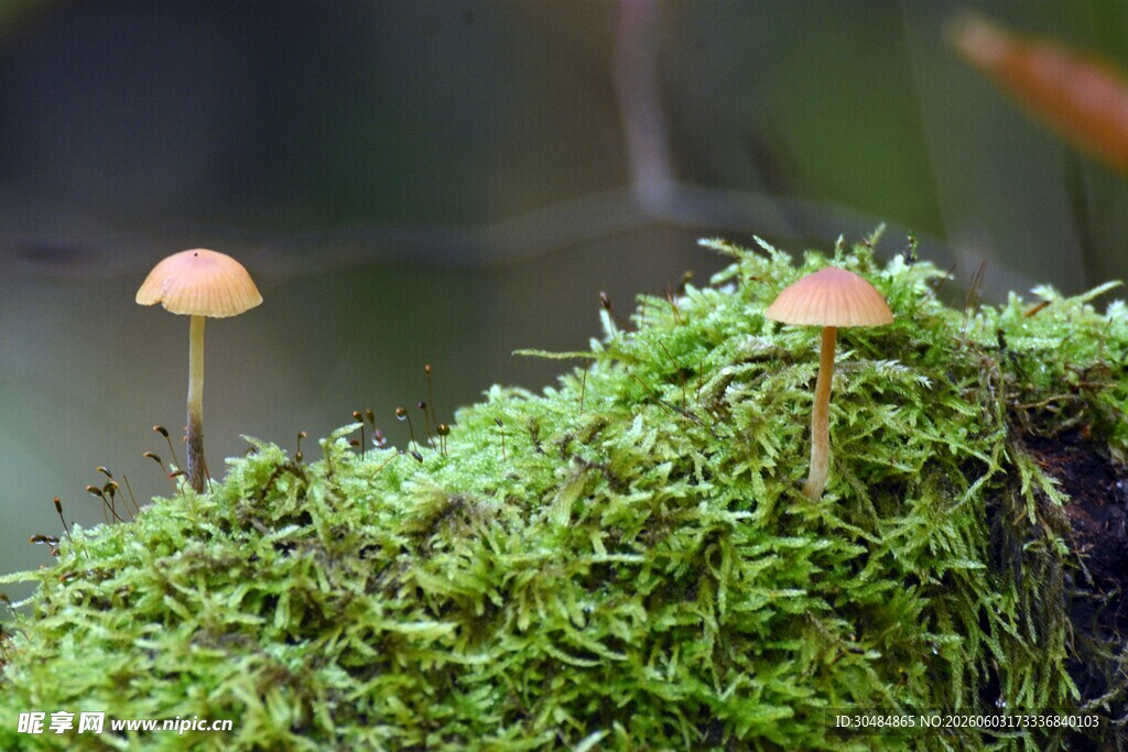 青苔上的小蘑菇