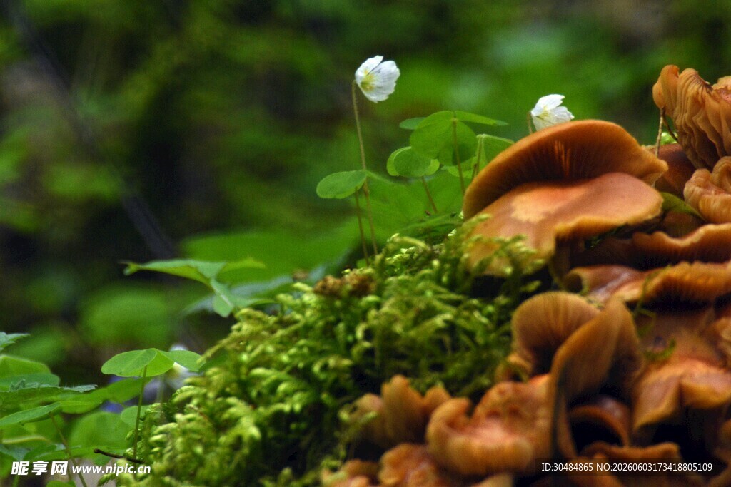 林间苔藓上的白花与菌类