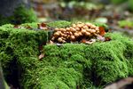 青苔上的蘑菇