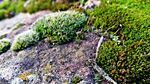 苔藓