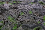 苔藓