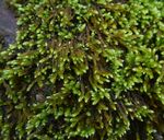 翠绿苔藓植物特写