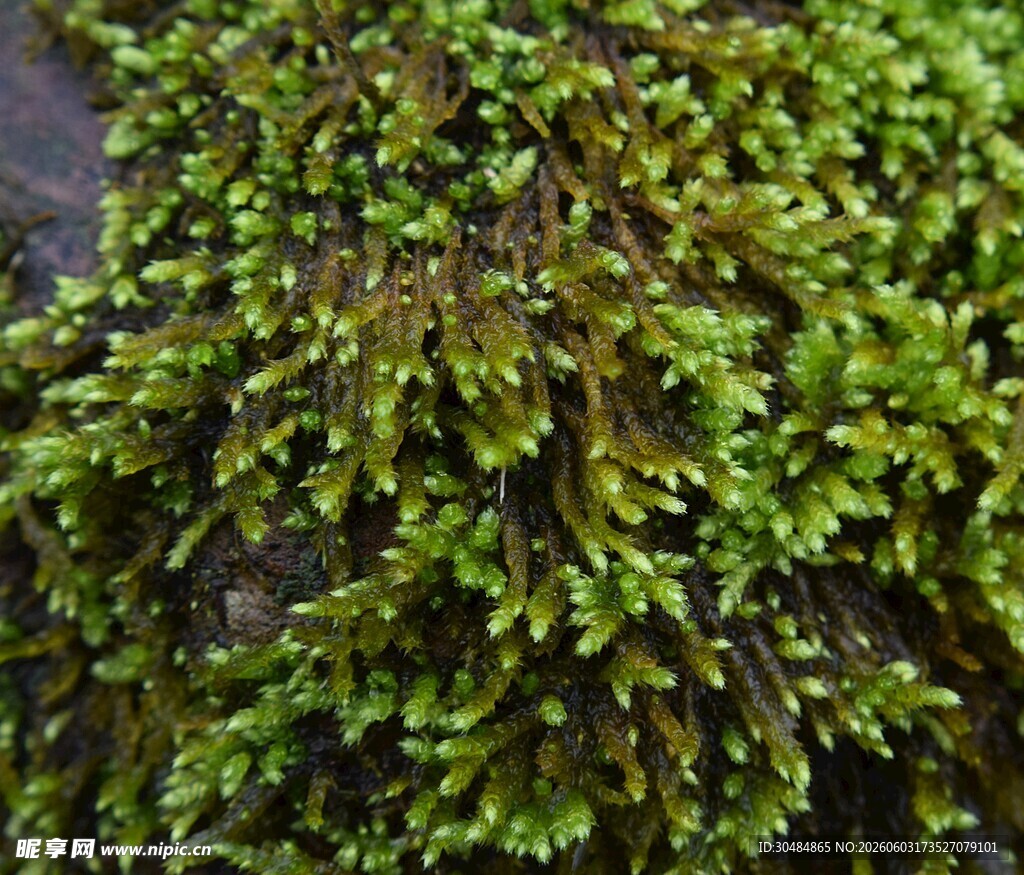 翠绿苔藓植物特写