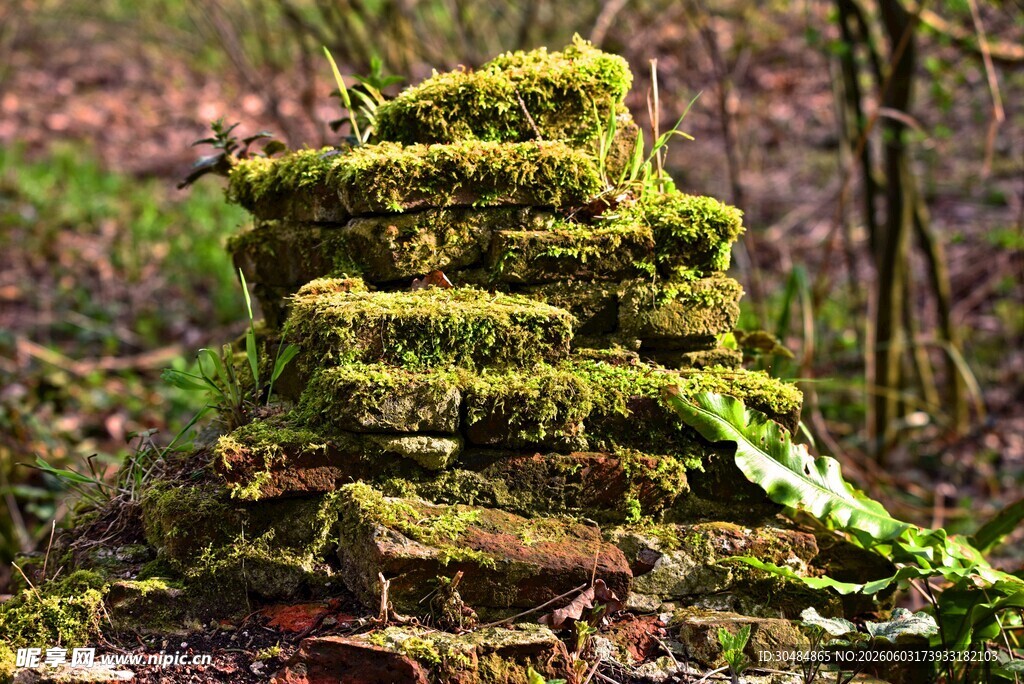 苔藓堆叠的自然小景观