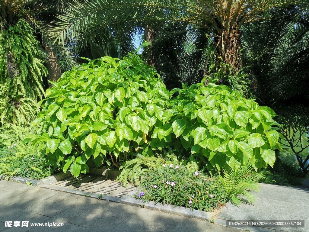 绿叶繁茂的户外植物景观