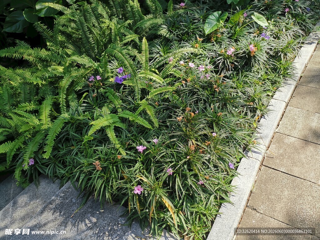路边繁茂绿植与紫色小花