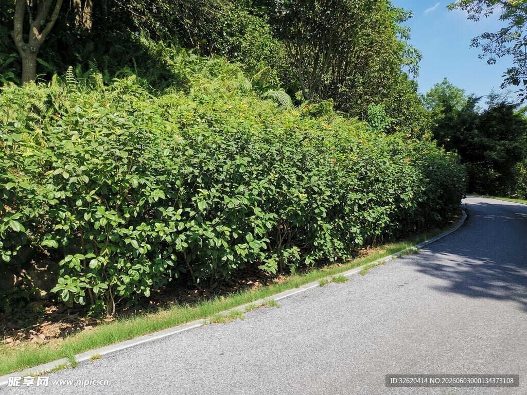 路边葱郁绿篱景观
